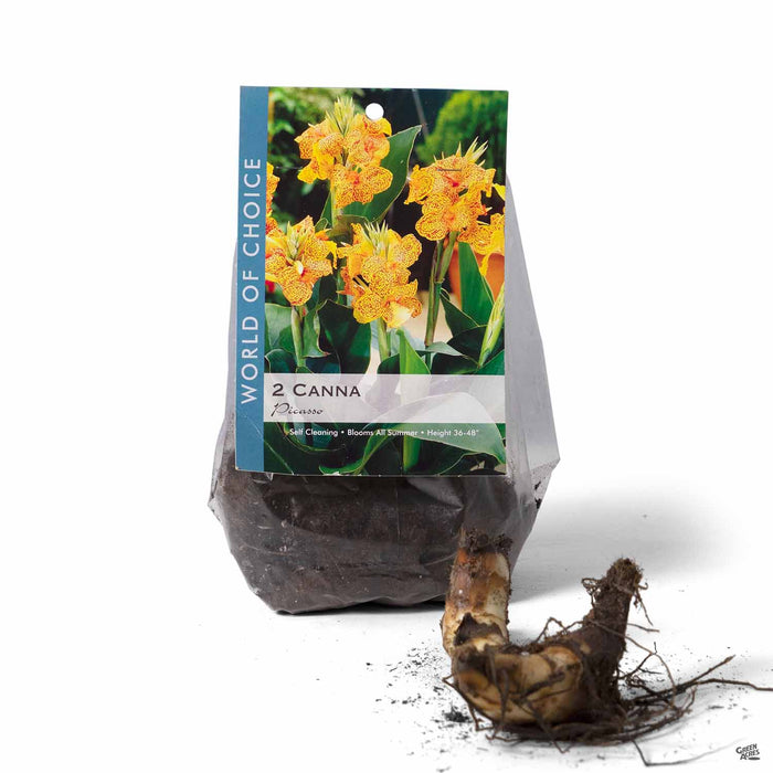 Canna Picasso 2-pack