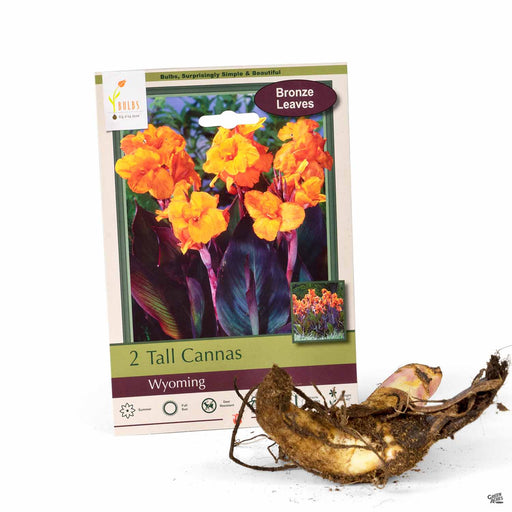 Tall Cannas Wyoming 2-pack