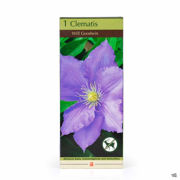 Clematis Will Goodwin 1-pack
