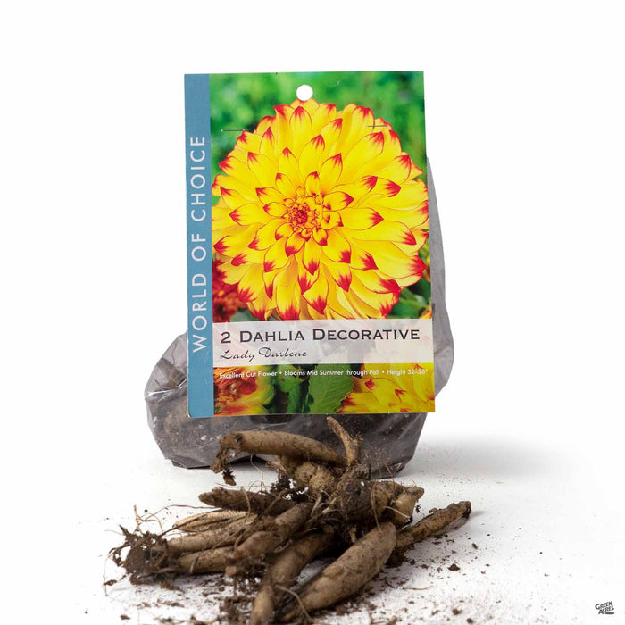 Dahlia Decorative 'Lady Darlene' 2 bulbs