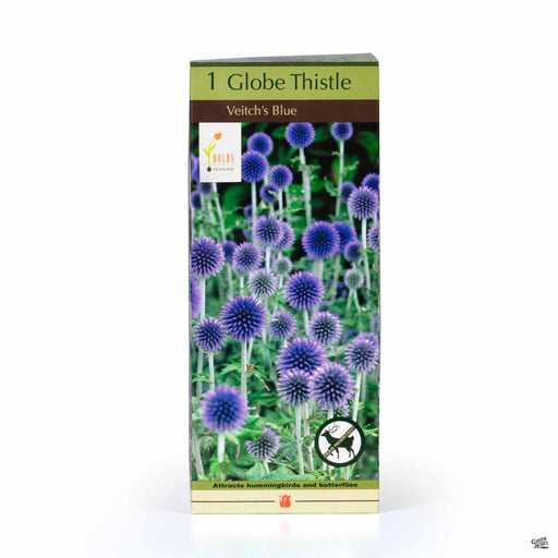Globe Thistle Veitchs Blue 1- pack