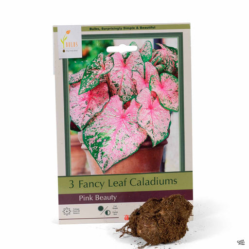 Fancy Leaf Caladiums Pink Beauty 3-pack