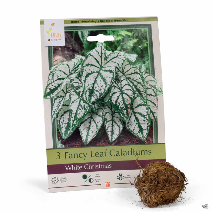 Fancy Leaf Caladiums White Christmas 3-pack