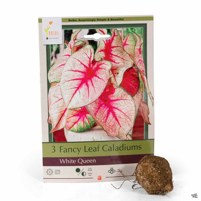 Fancy Leaf Caladium White Queen 3-pack