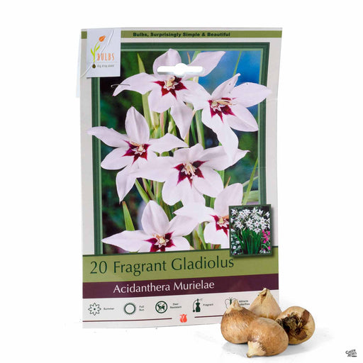 Fragrant Gladiolus Acidanthera Murielae 20-pack