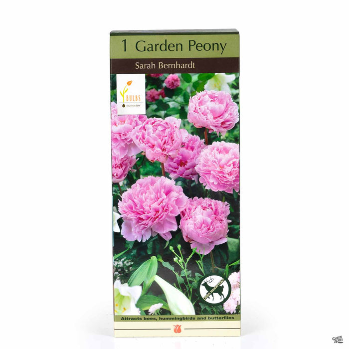 Garden Peony Sarah Bernhardt 1-pack