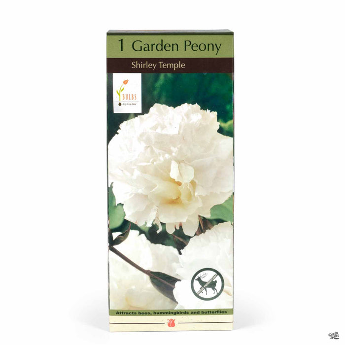 Garden Peony Shirley Temple 1- pack