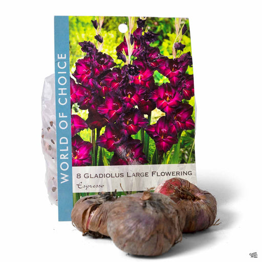 Gladiolus Large Flowering Espresso 8-pack