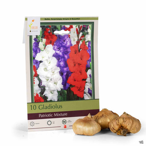 Gladiolus Patriotic Mixture 10- pack