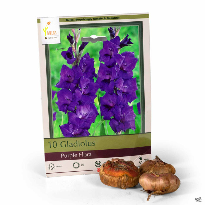 Gladiolus Purple Flora 10-pack