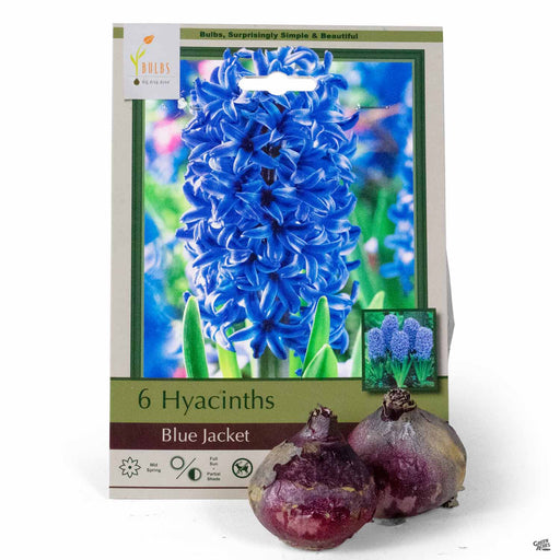 Hyacinths Blue Jackets 6-pack