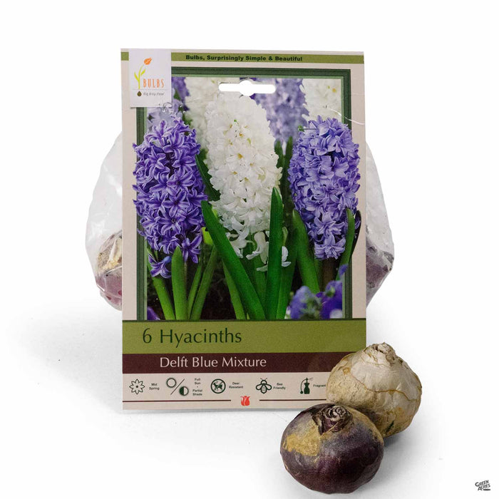 Hyacinths Delft Blue Mixture 6- pack