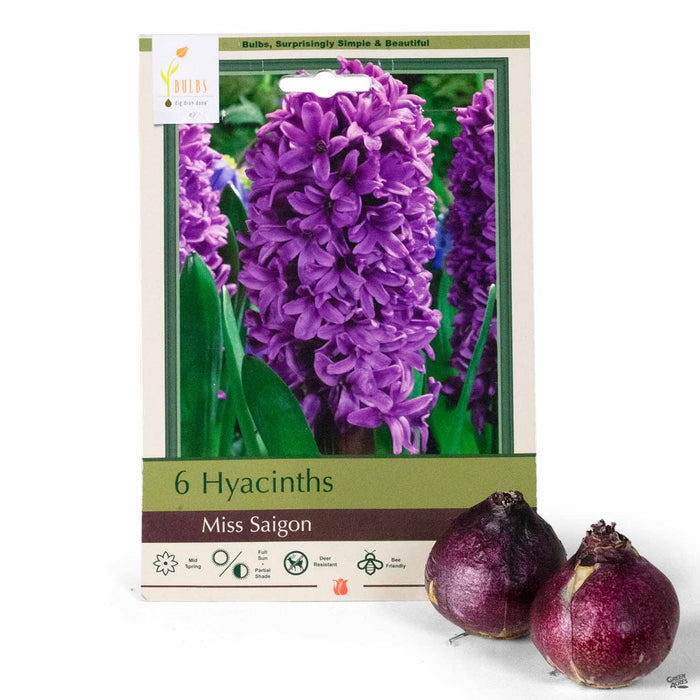 Hyacinth 'Miss Saigon' 6-pack
