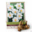 Narcissus poeticus - Original Poet's Daffodil 8-pack