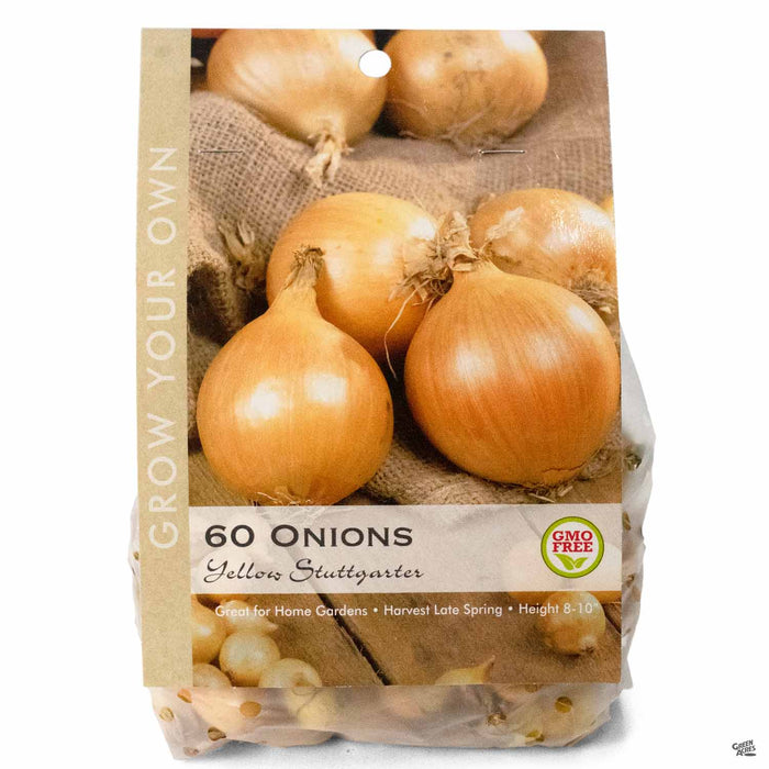 Onion Yellow Stuttgarter Bulbs Package