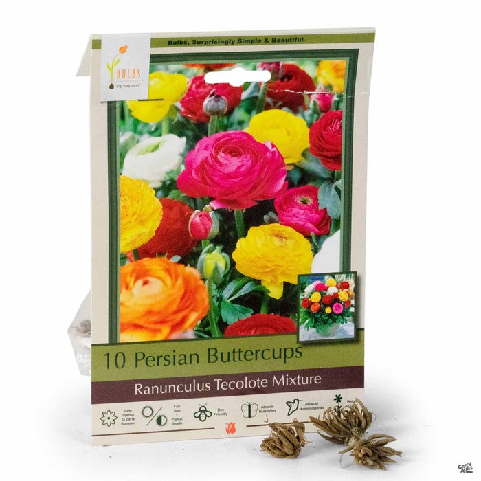 Ranunculus - Persian Buttercups Ranunculus Tecolote Mixture 10-pack