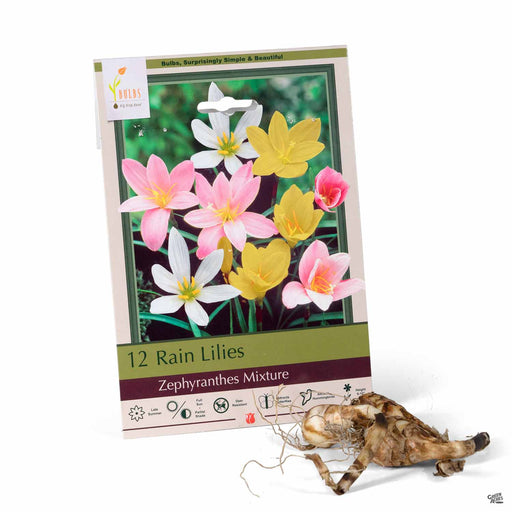 Rain Lilies Zephyranthes Mixture 12-pack