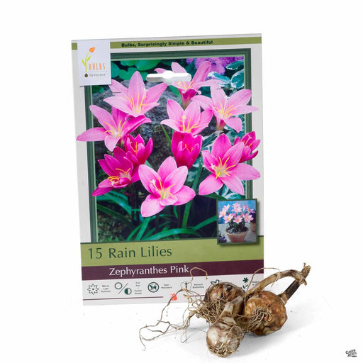 Rain Lilies Zephyranthes Pink 15- pack