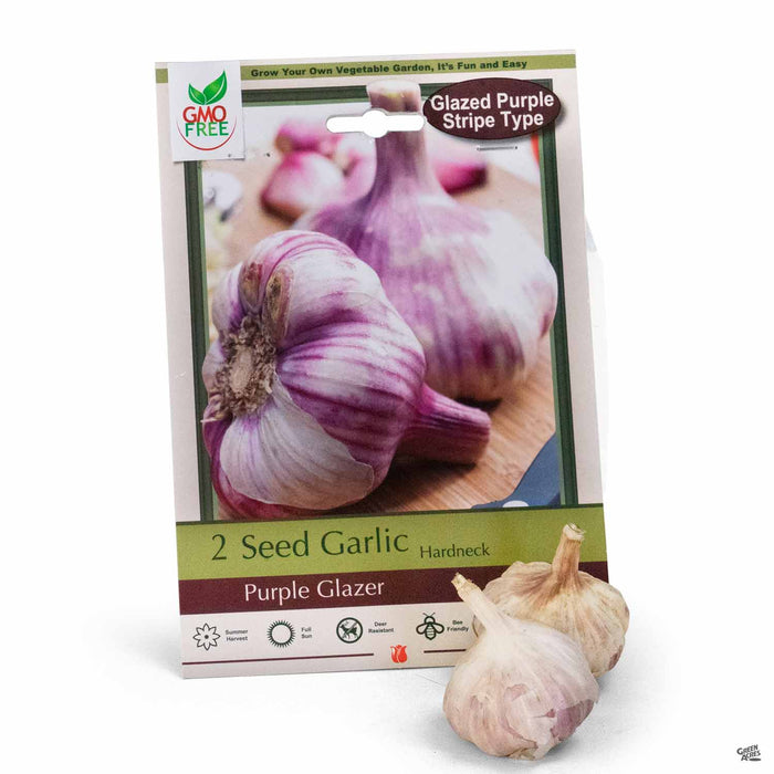 Seed Garlic Hardneck 'Purple Gazer' 2-pack