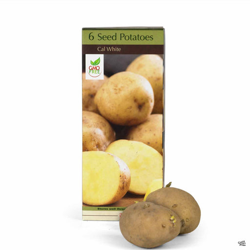 Seed Potatoes Cal White 6-pack