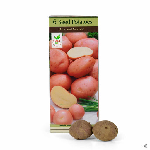 Seed Potatoes Dark Red Norland