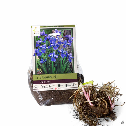 Siberian Iris Blue King 2-pack
