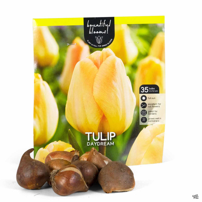 Tulip Daydream 35-count
