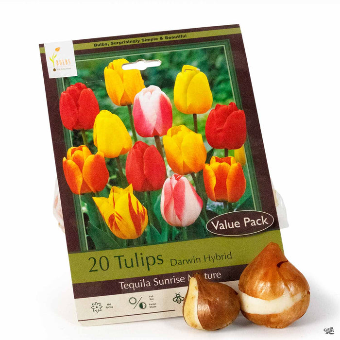 Tulips Darwin Hybrid Tequila Sunrise 20-pack