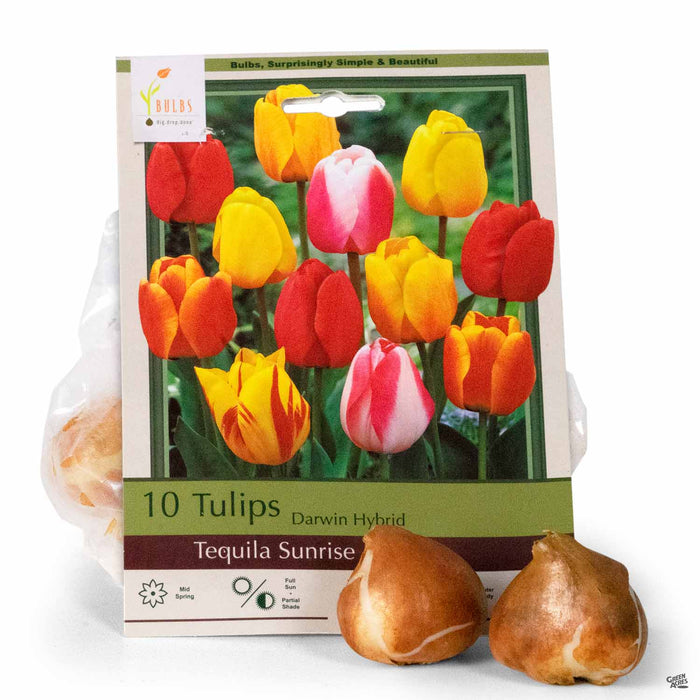 Tulips Darwin Hybrid Tequila Sunrise 10-pack