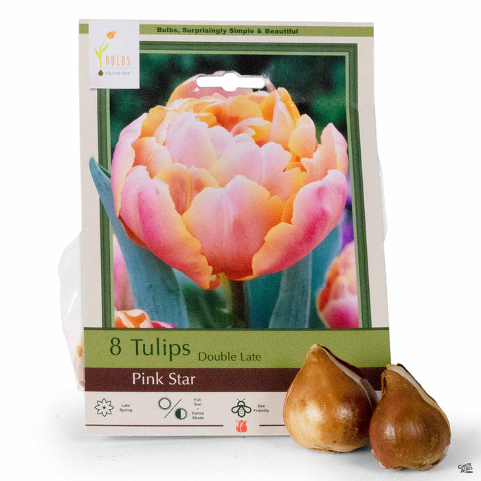 Tulips Double Late Pink Star 8- pack