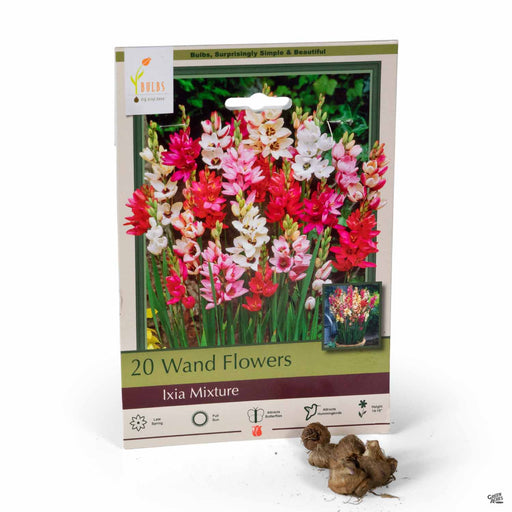 Wand Flowers Ixia Mixture 20- pack