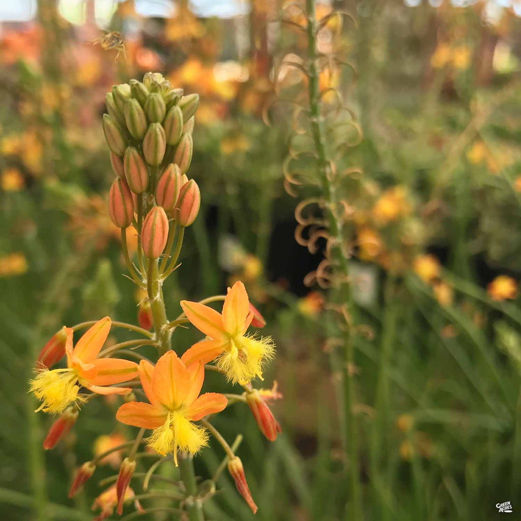 Snake Flower — Green Acres Nursery & Supply