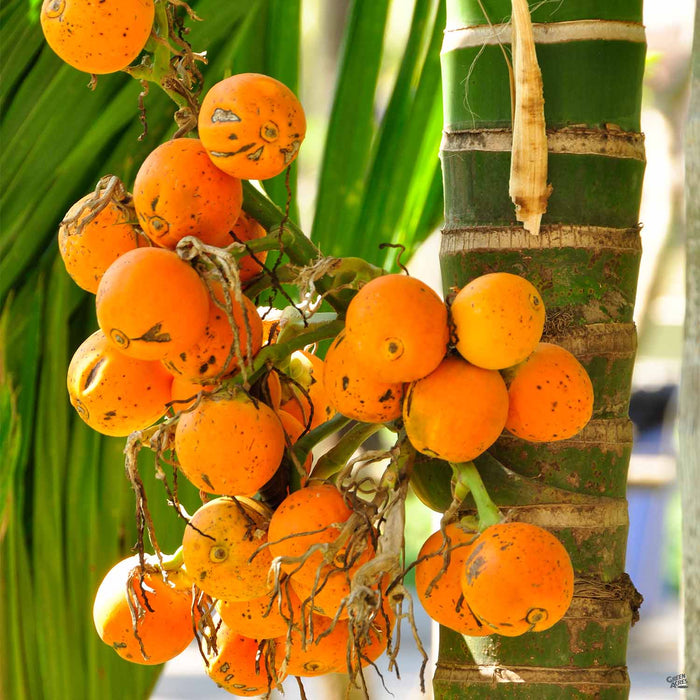 Jelly Palm fruit