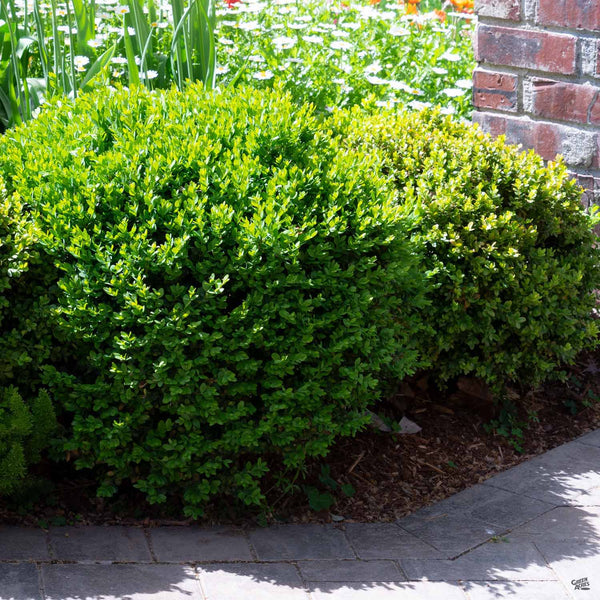 Dwarf english deals boxwood