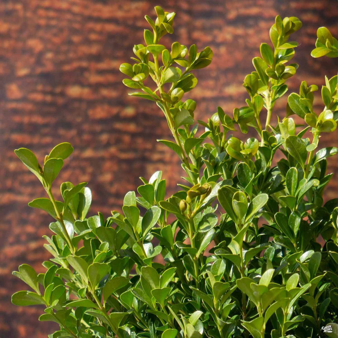 Start with the Basics | Japanese Boxwood 'Green Beauty'