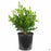 Japanese Boxwood 'Green Beauty' 2 gallon