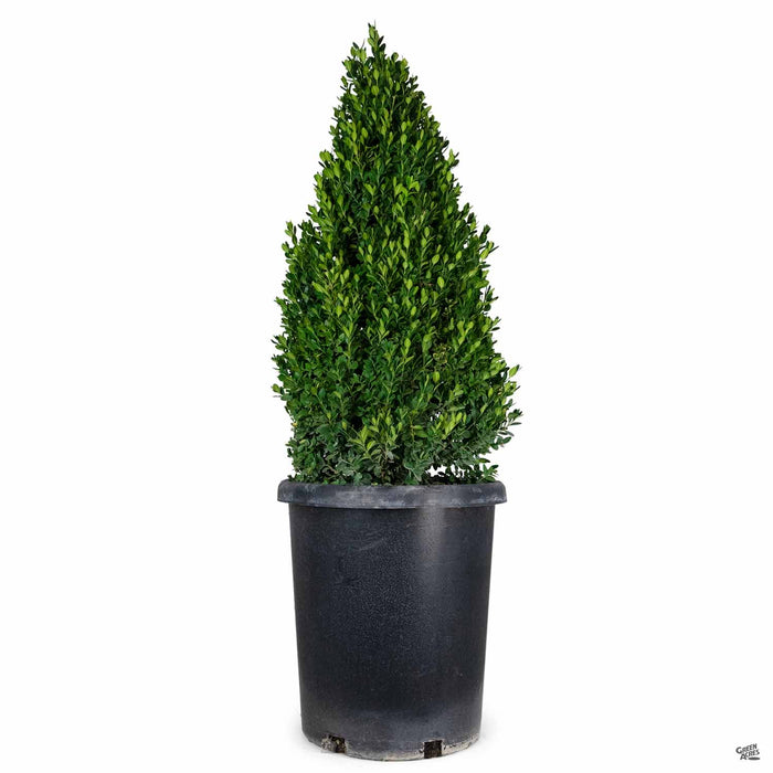 Boxwood 'Green Mountain' Cone Topiary 7 gallon