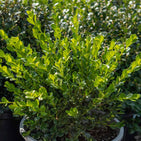 Japanese Boxwood 'Green Beauty' — Green Acres Nursery & Supply