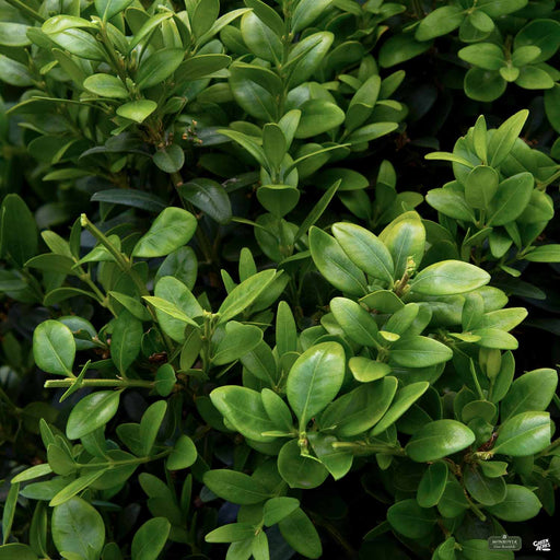 Green Tower Boxwood