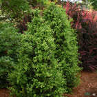 Green Tower® Boxwood | Monrovia — Green Acres Nursery & Supply