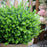Sprinter Boxwood in a Terracotta Container