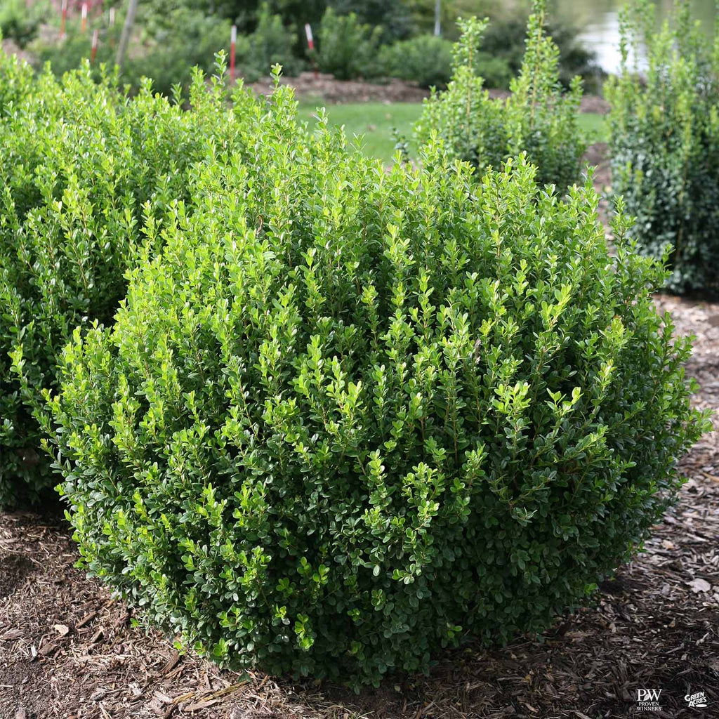 Sprinter ® Boxwood — Green Acres Nursery & Supply