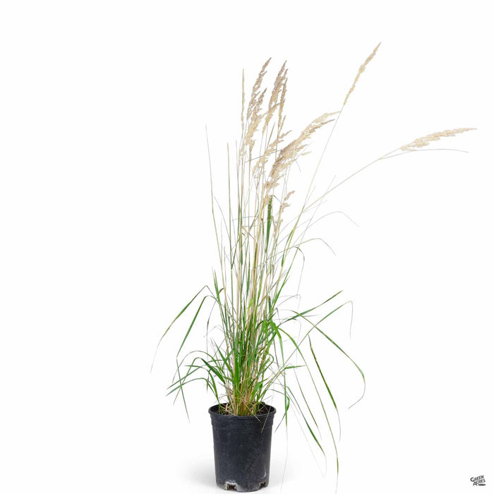 Feather Reed Grass Karl Foerster 1 gallon
