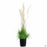 Feather Reed Grass Karl Foerster 5 gallon