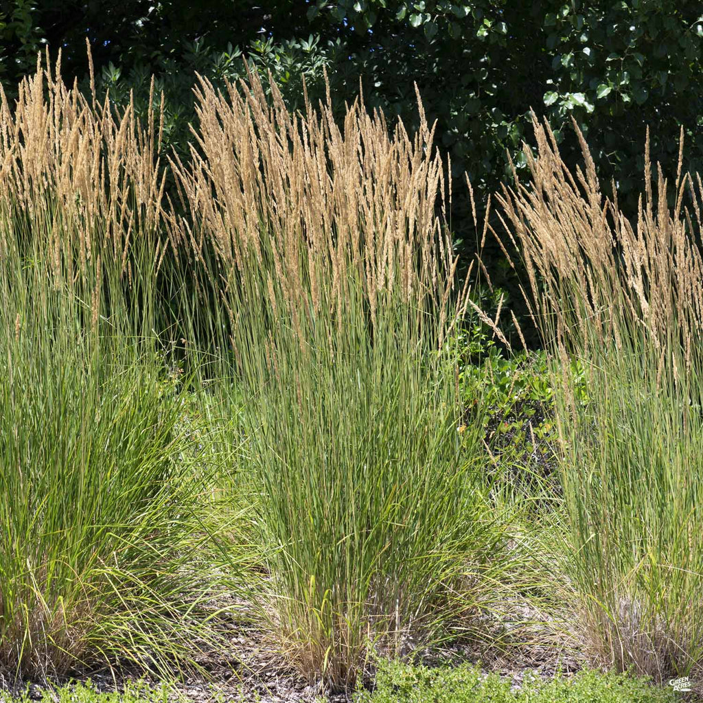 Feather Reed Grass 'Karl Foerster' — Green Acres Nursery & Supply