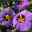 Calibrachoa 'Superbells Evening Star', Purple