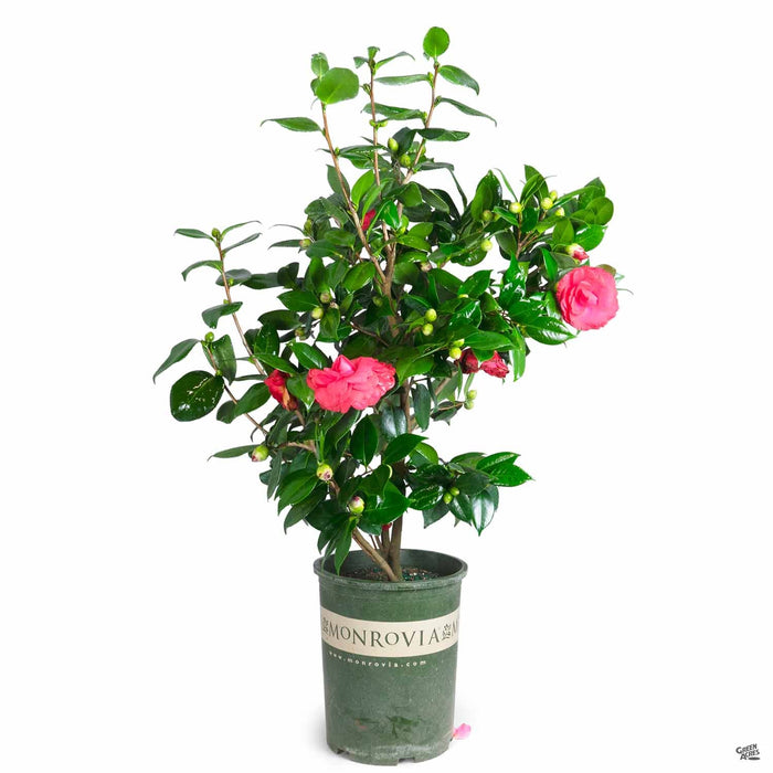 Camellia 'Nuccio's Bella Rossa' 5 gallon Monrovia