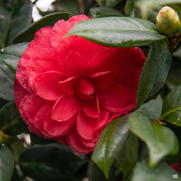 Camellia 'Nuccio's Bella Rossa'