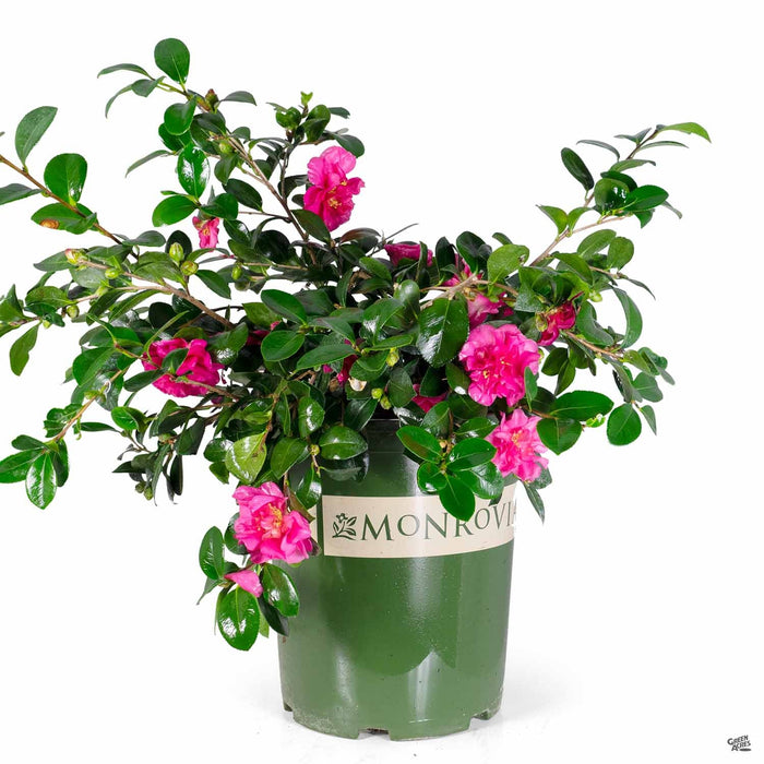 Camellia 'Bonanza' 5 gallon Monrovia