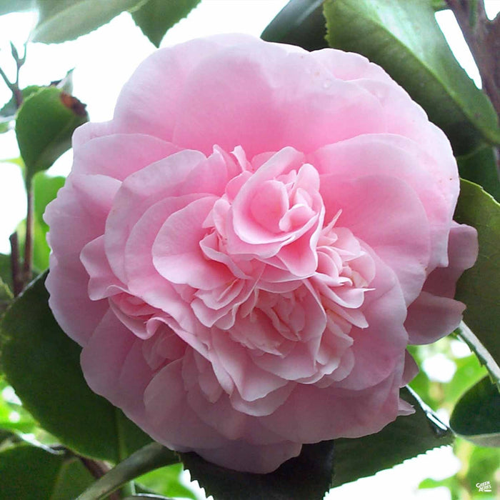 Camellia japonica 'Debutante' - Debutante Japanese Camellia